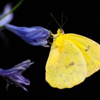 butterfly-1413678_1920